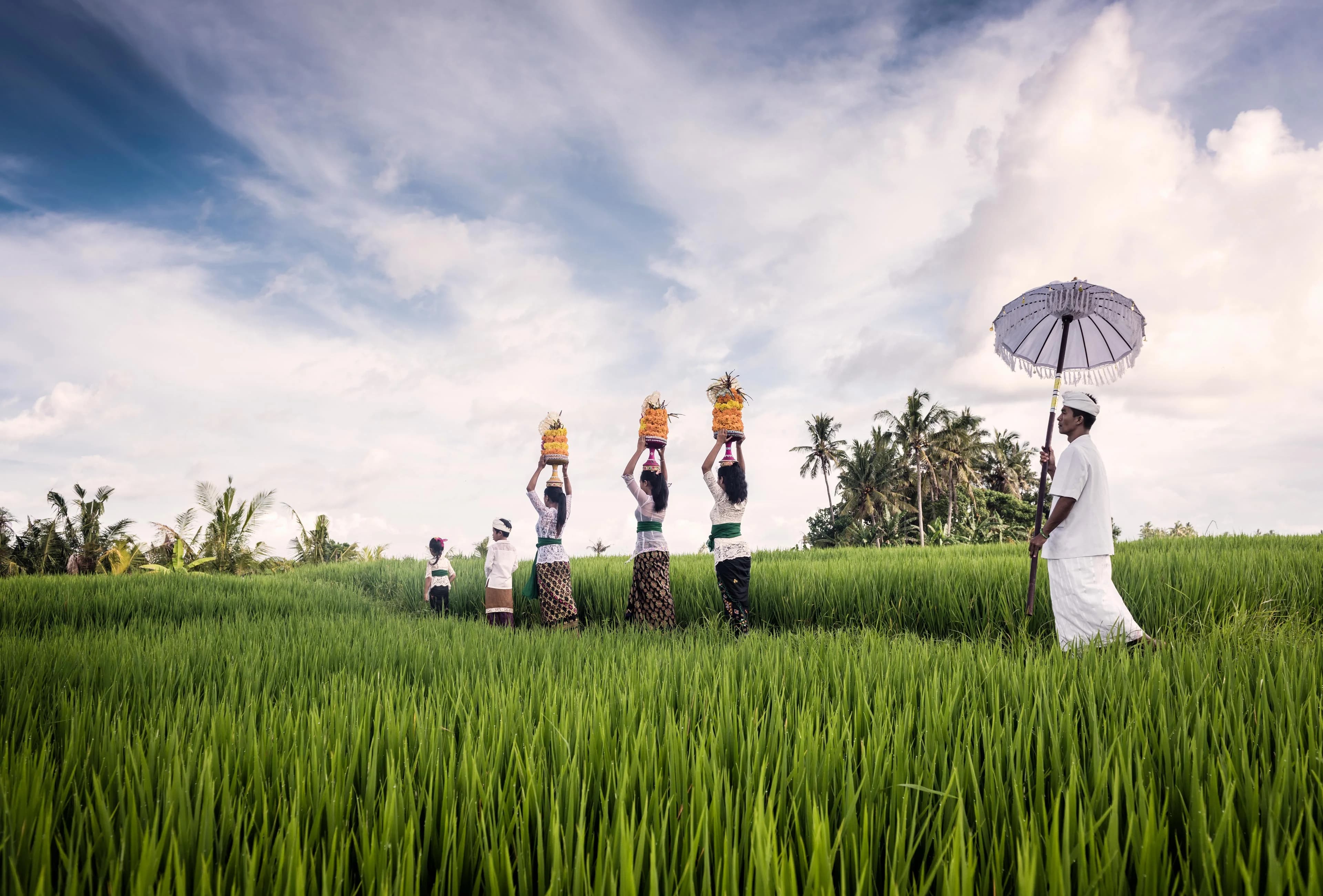 People carrying offerings through a rice paddy