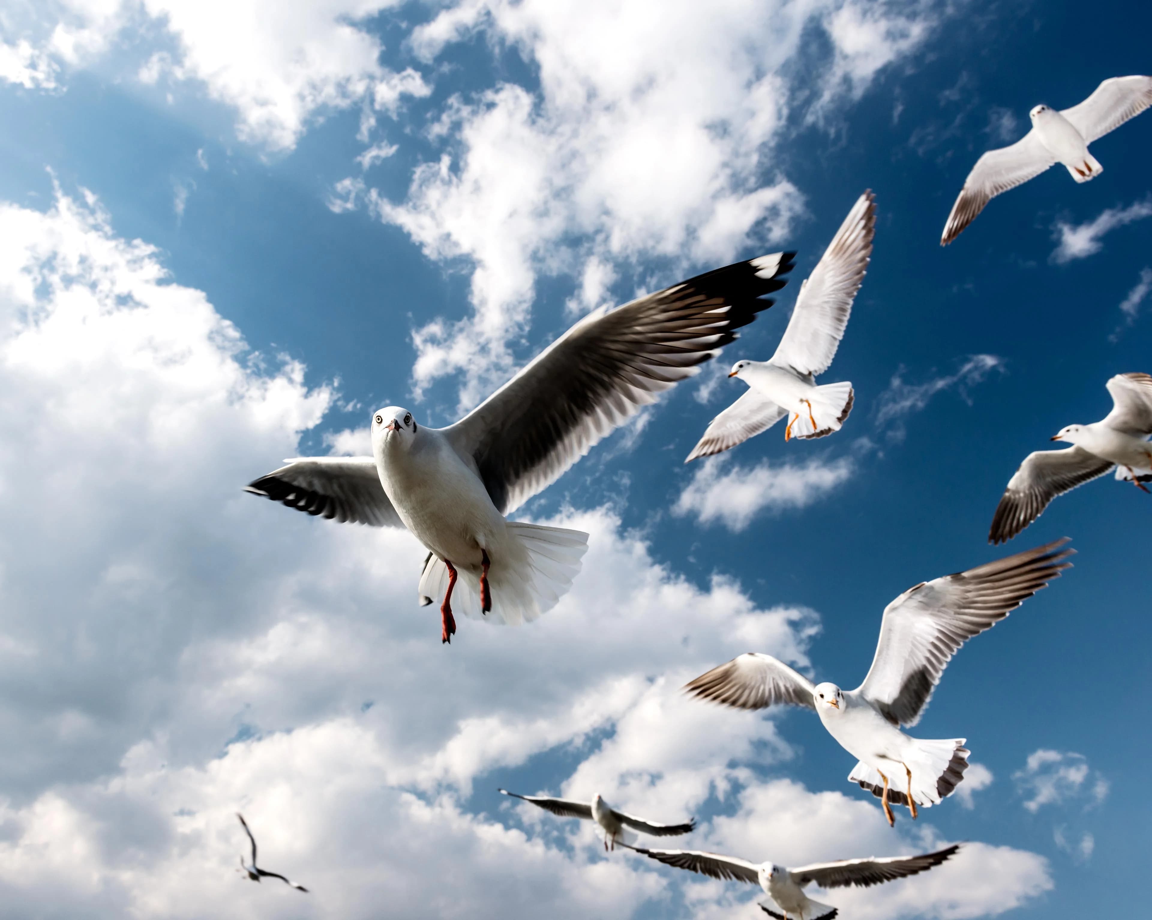 Seagulls in flight at Inle Lake, Myanmar